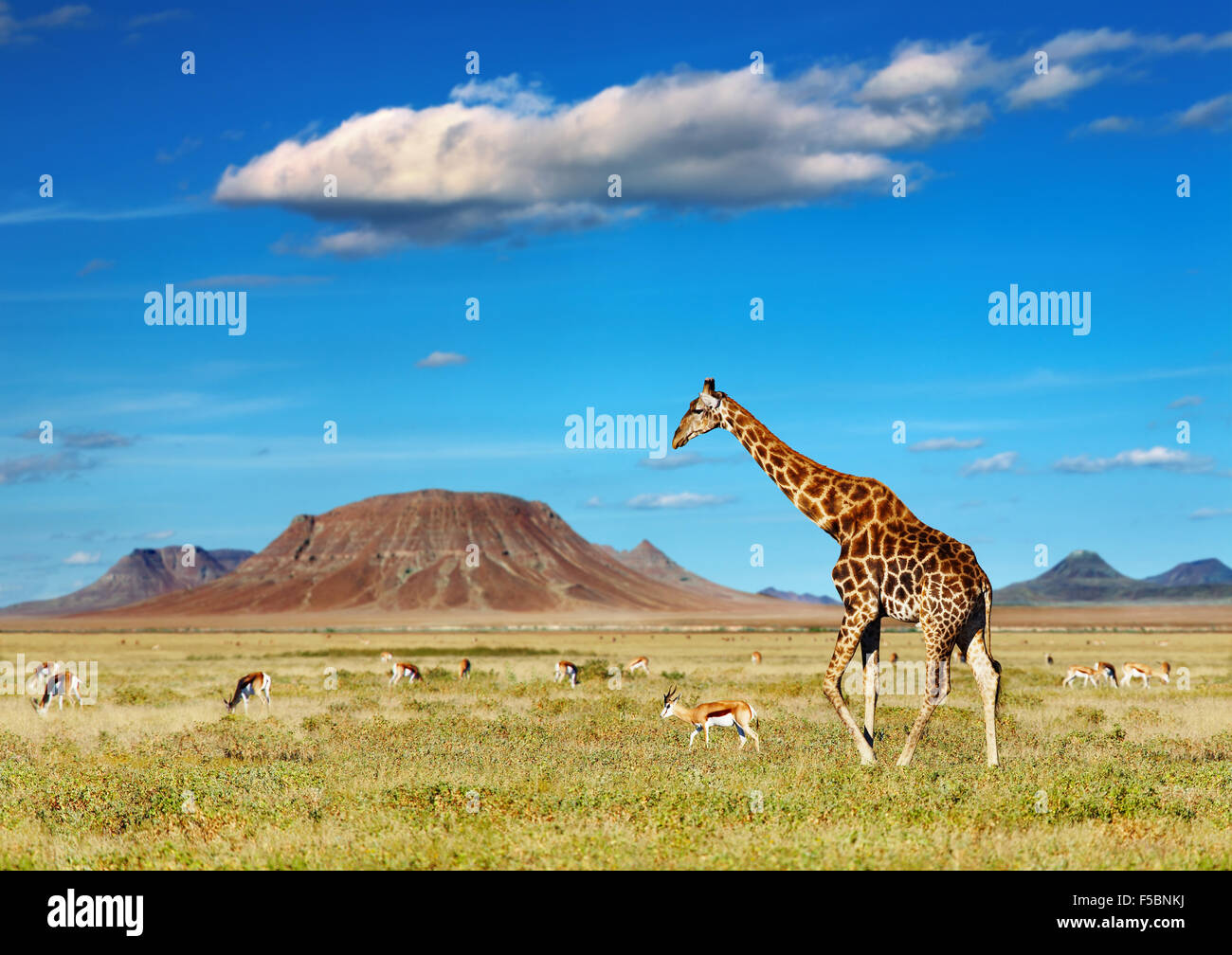 Afrikanische Savanne mit Giraffen und Antilopen Weiden Stockfoto