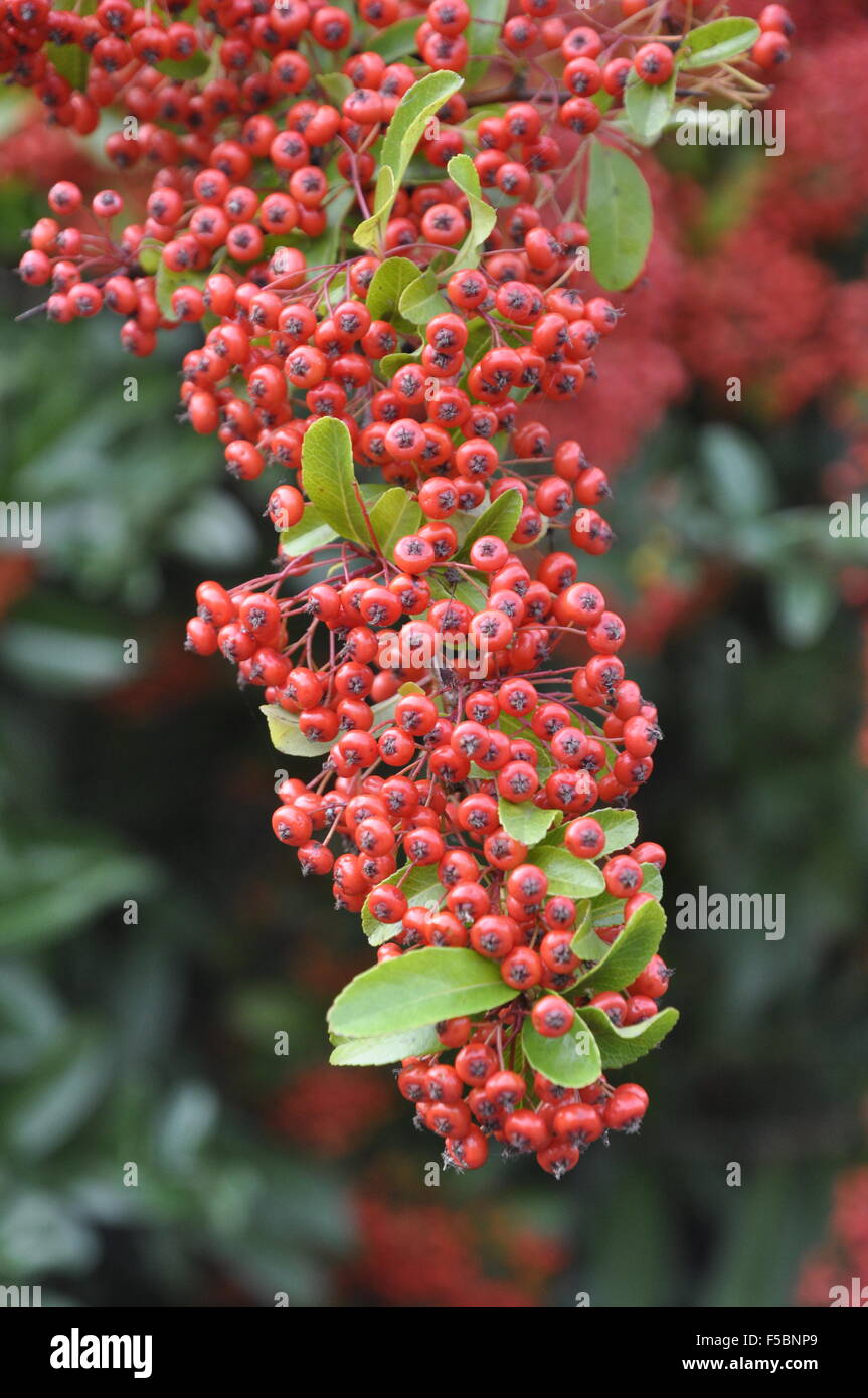 Pyracantha Beeren Stockfoto