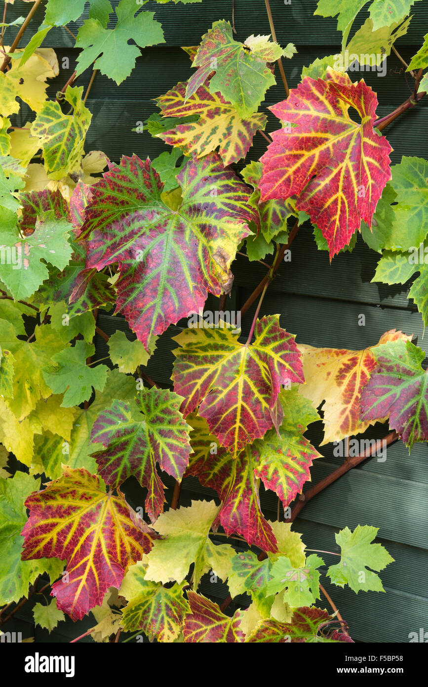Blätter der Weinrebe in Herbstfarben im heimischen Garten Gloucestershire England UK Blätter wachsen sind rot Gold und grün Stockfoto