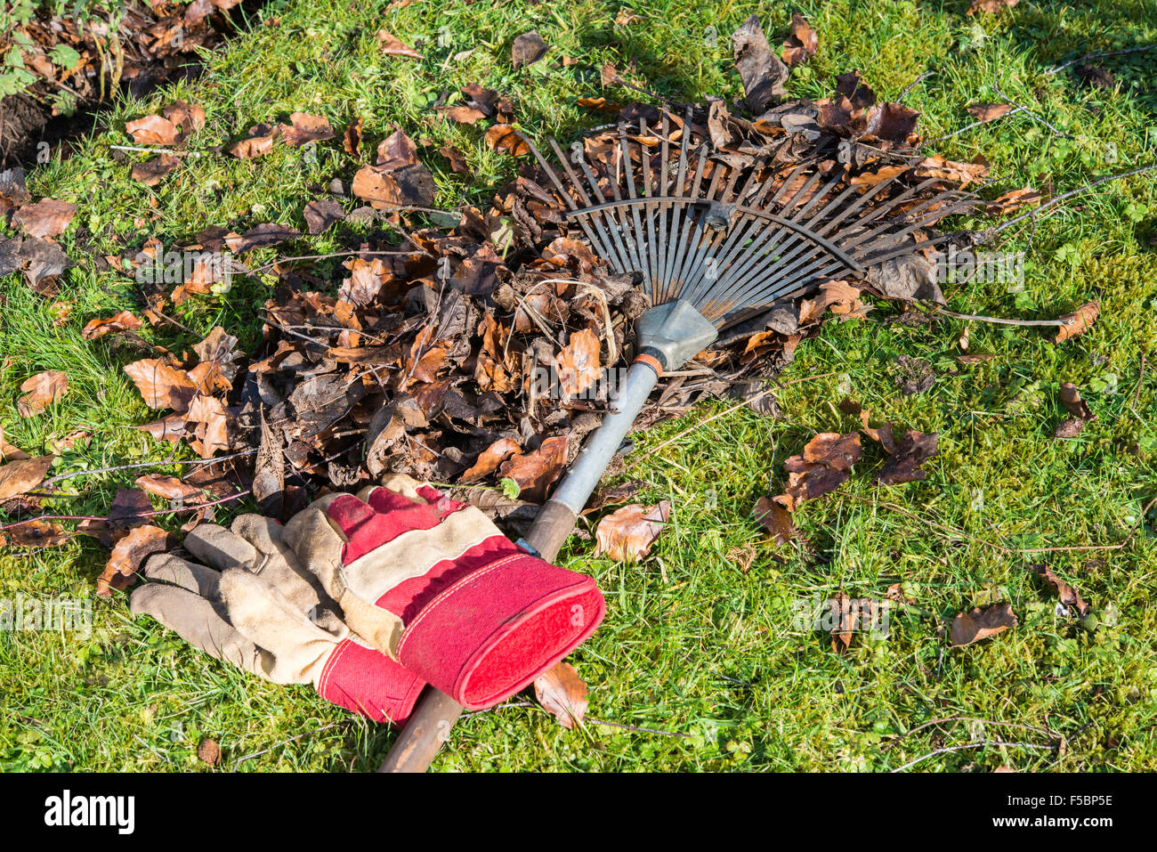 Herbstlaub im Garten wird Sie mit Rake auf Boden und Gartenhandschuhe auf Rasen geharkt. Gloucestershire England UK Stockfoto