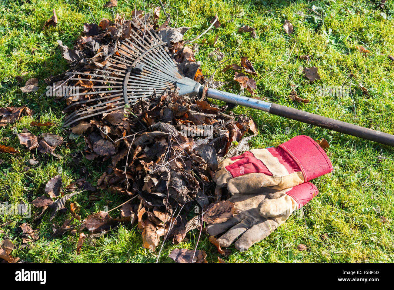 Herbstlaub im Garten wird Sie mit Rake auf Boden und Gartenhandschuhe auf Rasen geharkt. Gloucestershire England UK Stockfoto