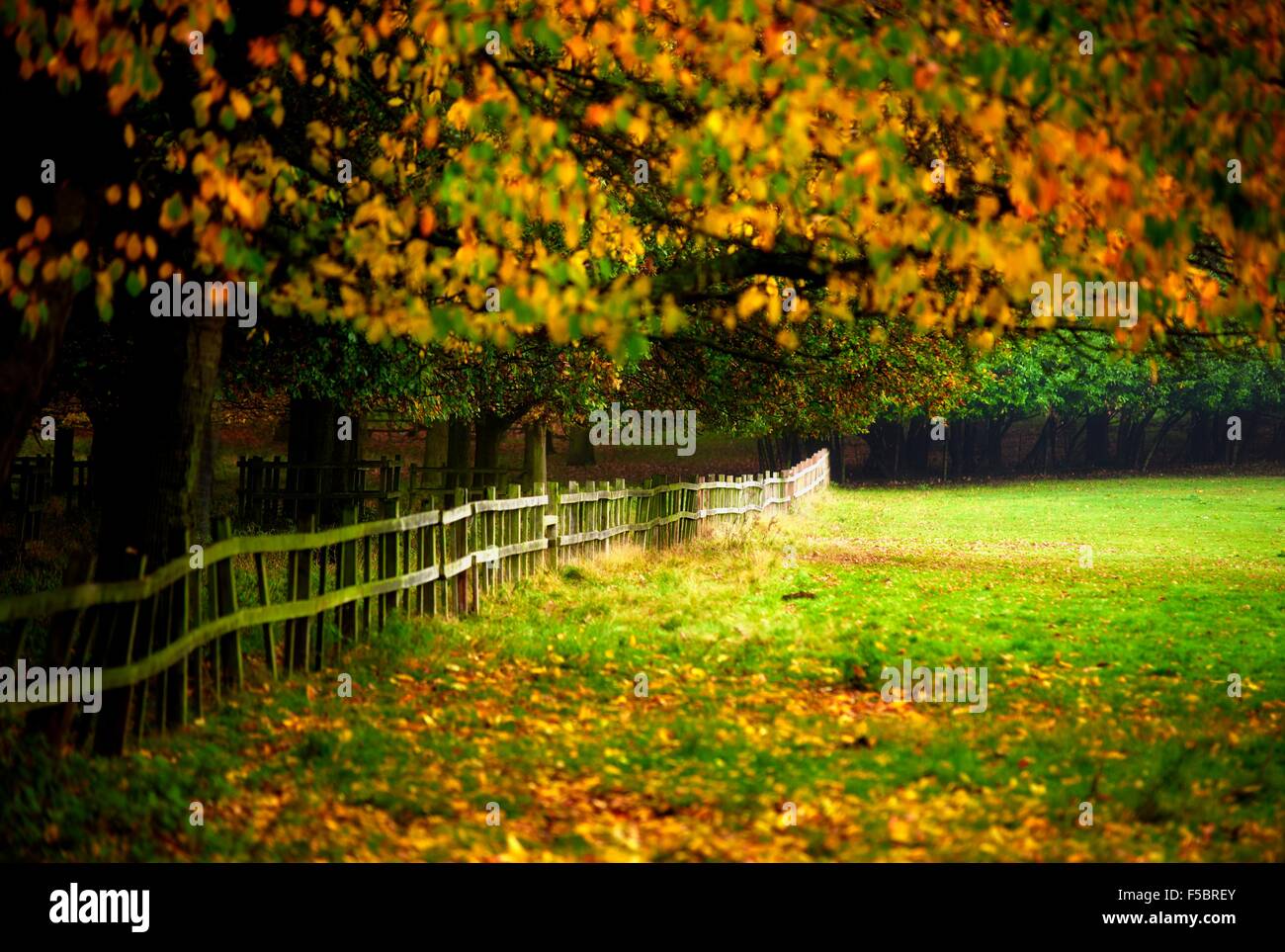 Eine herbstliche Wald Zaun Wollaton Park Nottingham England UK Stockfoto