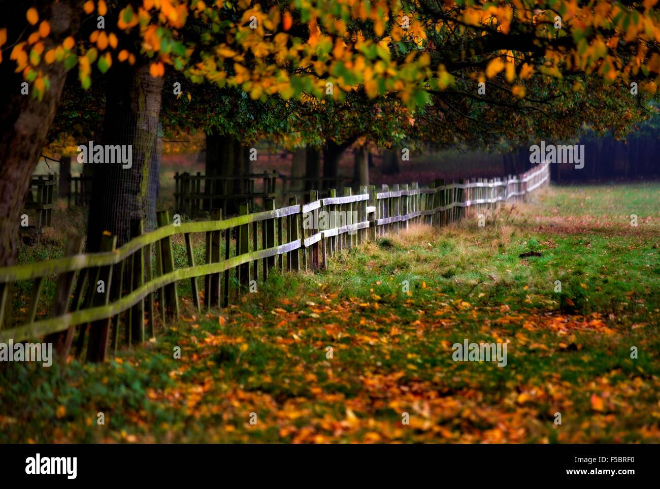 Eine herbstliche Wald Zaun Wollaton Park Nottingham England UK Stockfoto