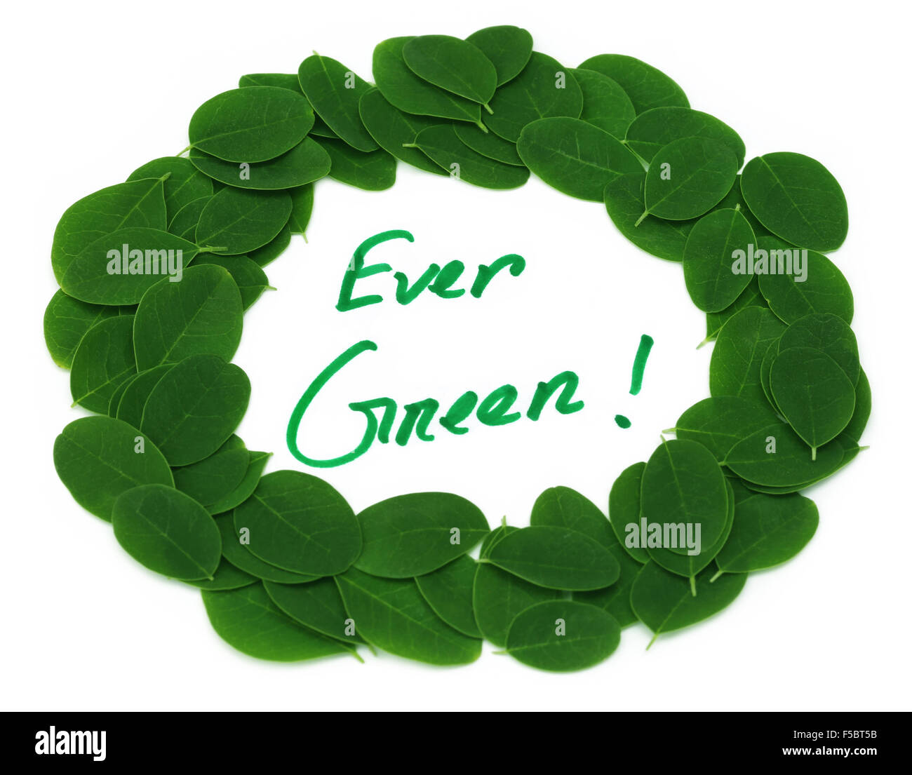 Immer Blätter grüne geschrieben in Moringa Frame auf weißem Hintergrund Stockfoto