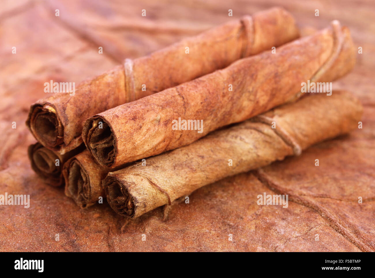 Gerollten Tabakblättern hautnah Stockfoto