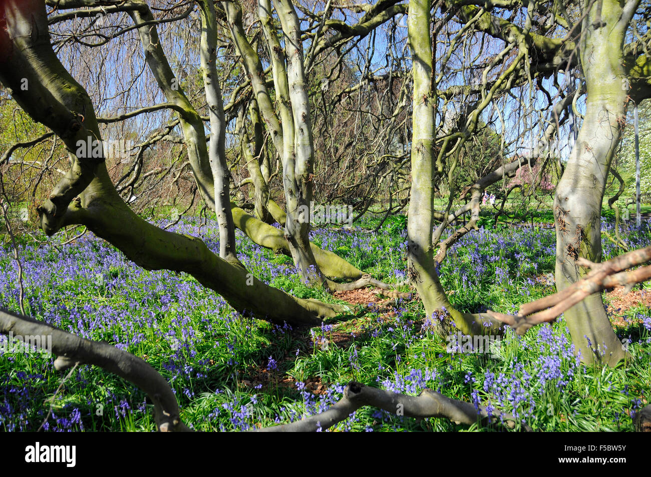 Frühling-Glockenblumen wachsen in der waldreichen Umgebung von Kew Gardens sonnigen Tag blauer Himmel, London England Stockfoto