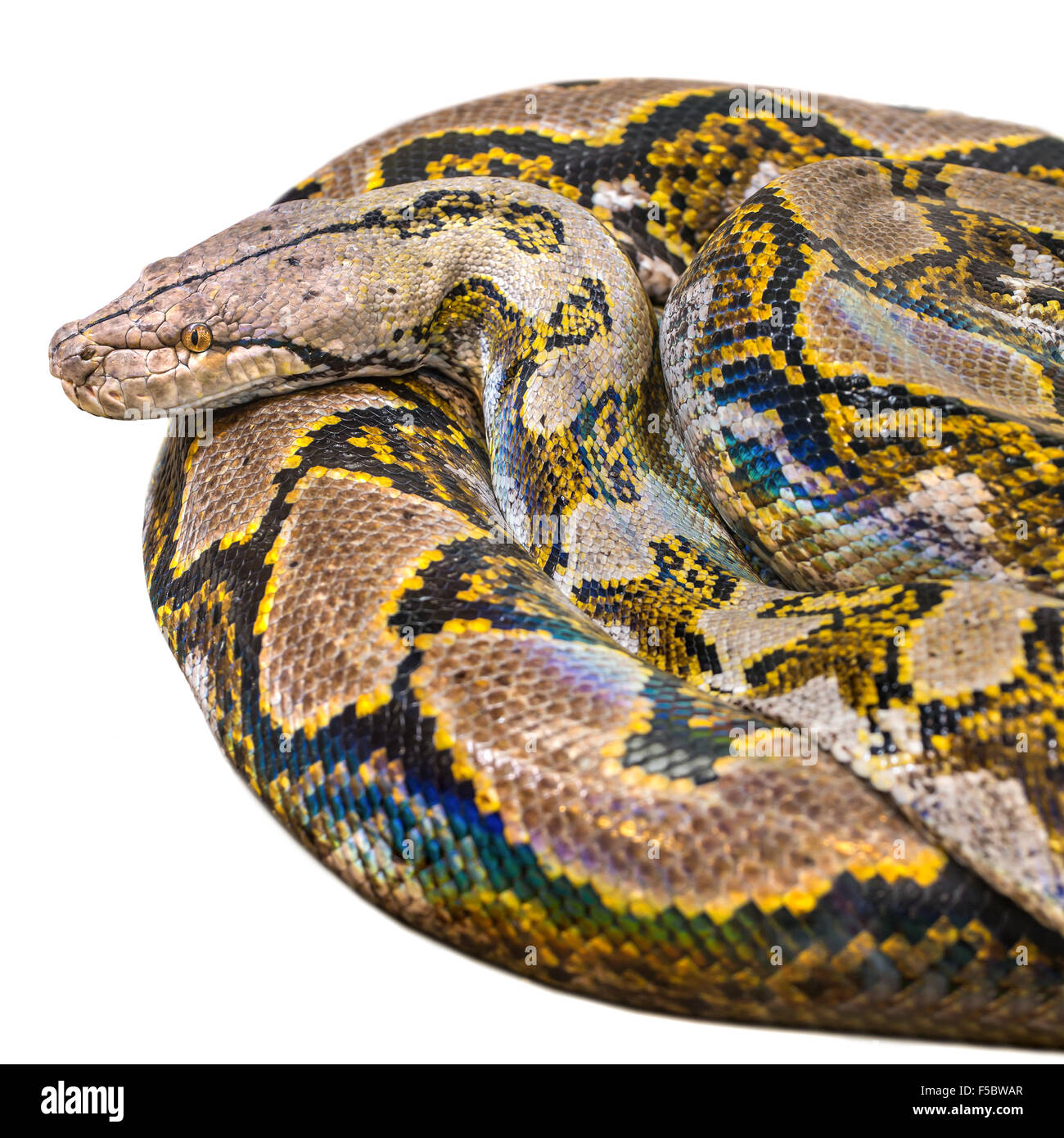Königspython (Python Regius), weißen Hintergrund isoliert oder gerollt Royal Python. Stockfoto