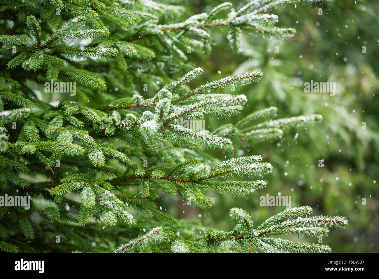 Schnee Tanne Äste unter Schneefall. Winter-detail Stockfoto