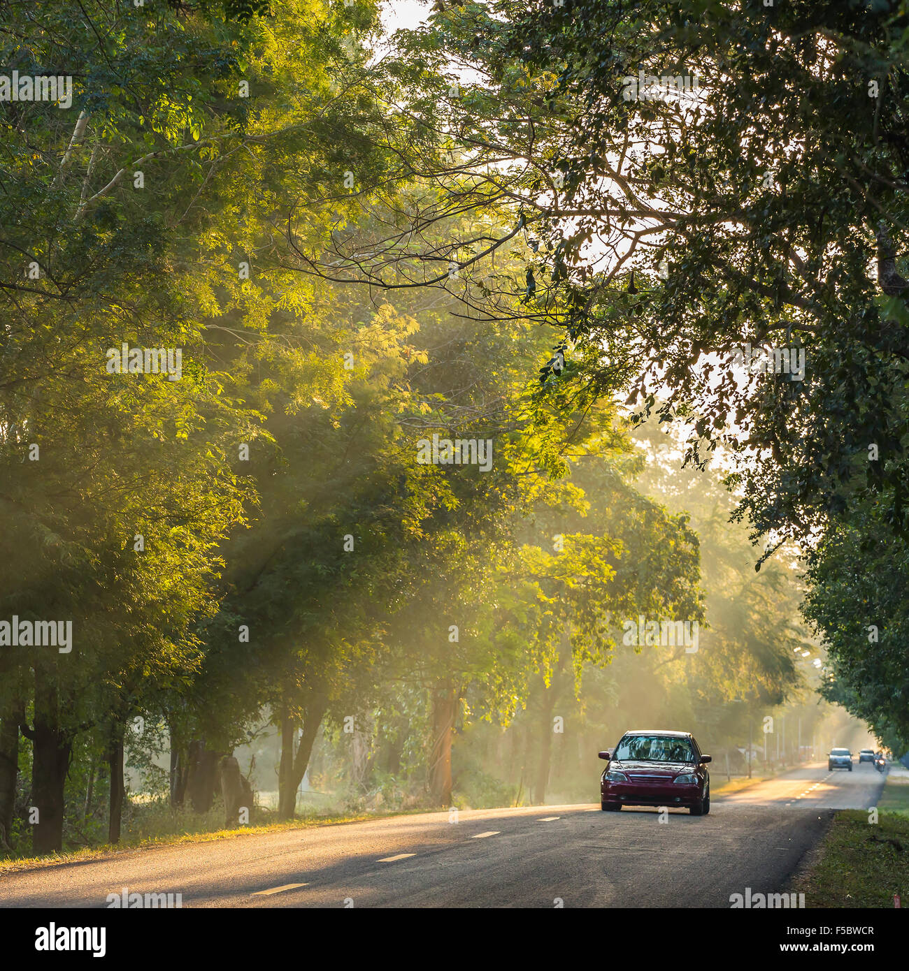 Die Morgensonne scheint durch die Zweige auf der Landstraße. Stockfoto