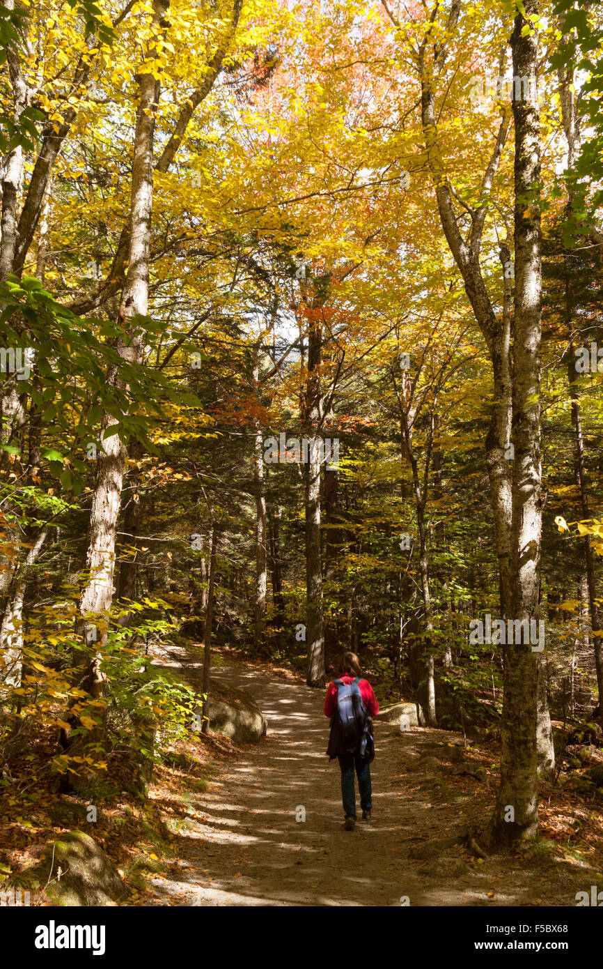 Eine Frau, die zu Fuß in den Waldweg, Franconia Notch State Park, White Mountain National Forest, New Hampshire, USA Stockfoto