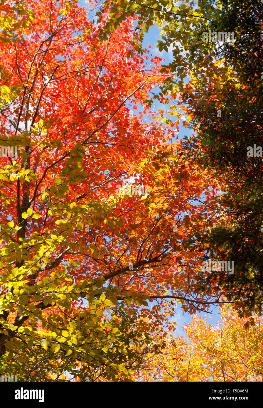Herbstfärbung, Baum Laub, New England, New Hampshire, USA Stockfoto