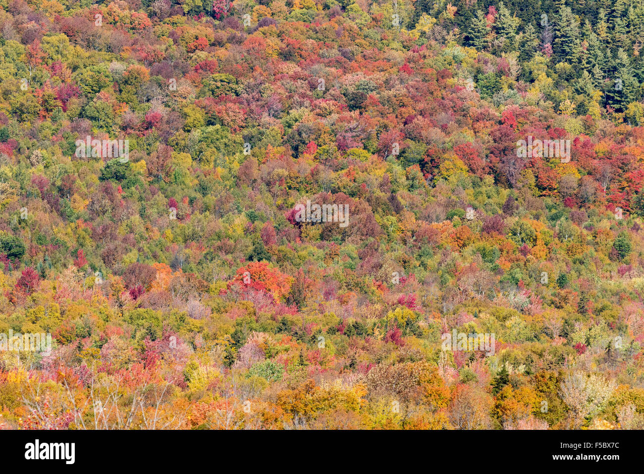 Herbstfarben in das Laub der Bäume, auf dem Kancamagus Highway, White Mountains, New Hampshire, New England USA Stockfoto