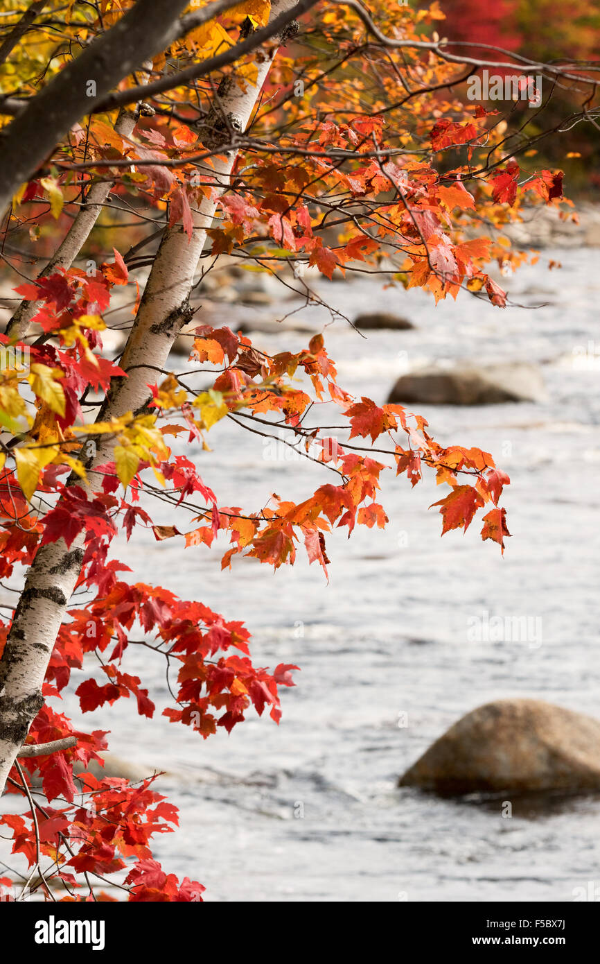 Herbstfärbung, der Pemigewasset River, White Mountains, New Hampshire, New England USA Stockfoto