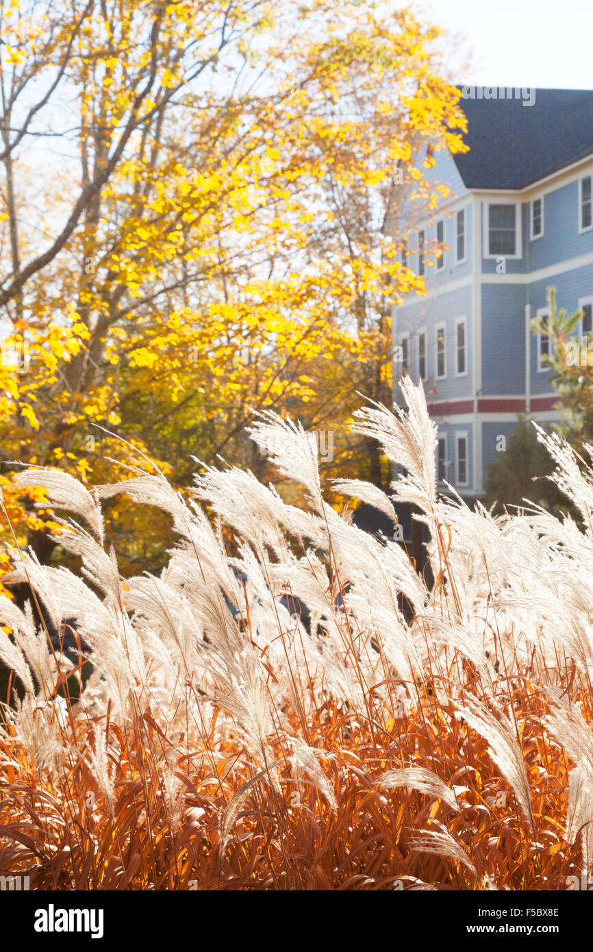 Vermont-Haus und Herbstfarben, Stowe, Vermont VT, New England USA Stockfoto