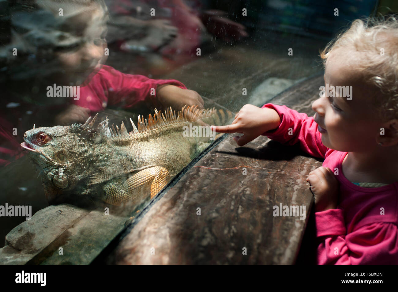Ein kleines Mädchen schaut eine Eidechse durch das Glas im Shanghai Zoo. Shanghai Zoo ist der größte zoologische Garten in Changning Distri Stockfoto