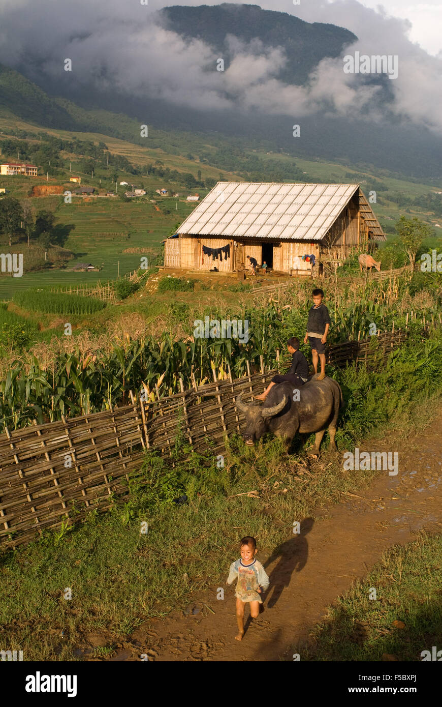 Kinder spielen mit einem Büffel neben die Reis-Terrassen in der Nähe von Lao Chai Dorf. Trekking Sapa, Lao Chai. Vietnam. Stockfoto