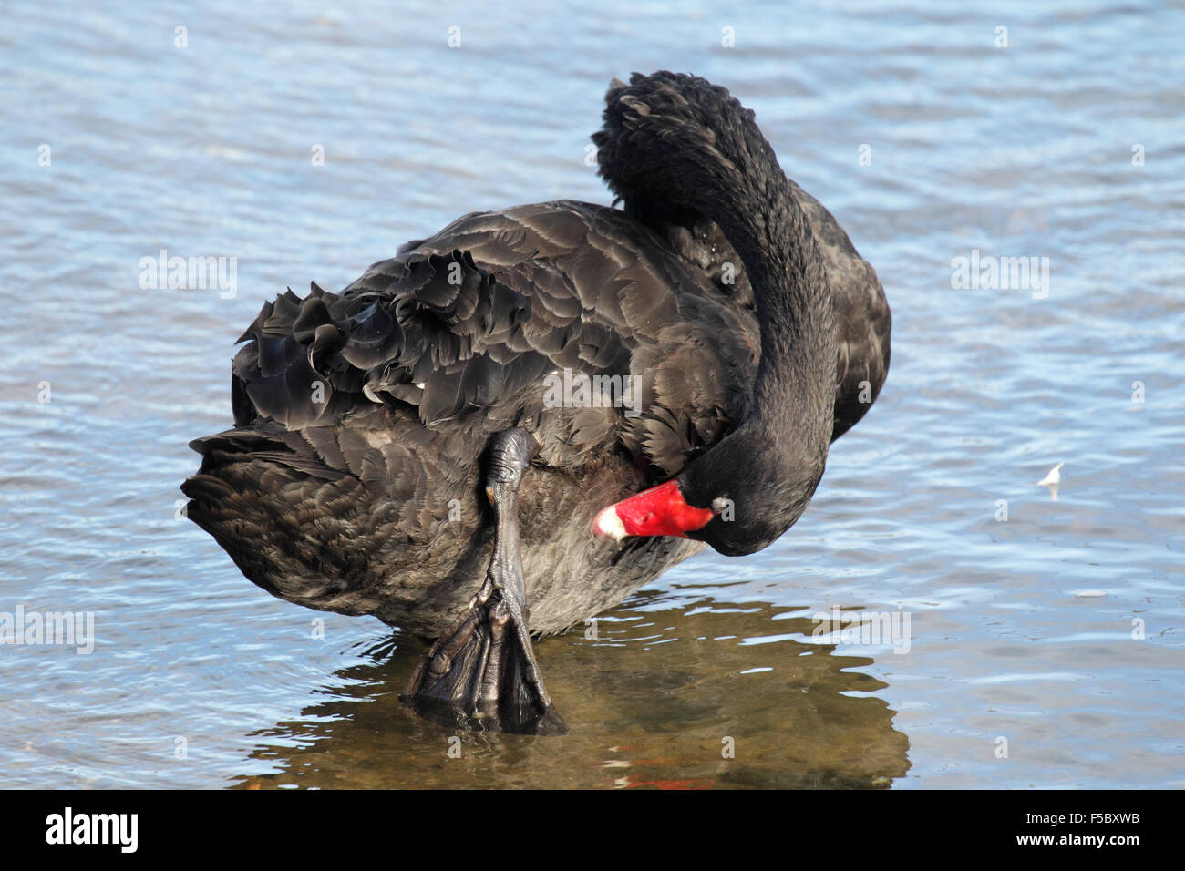 Black Swan (Cygnus olor) am Ufer des Sees King in Lakes Entrance, Victoria, Australien. Stockfoto