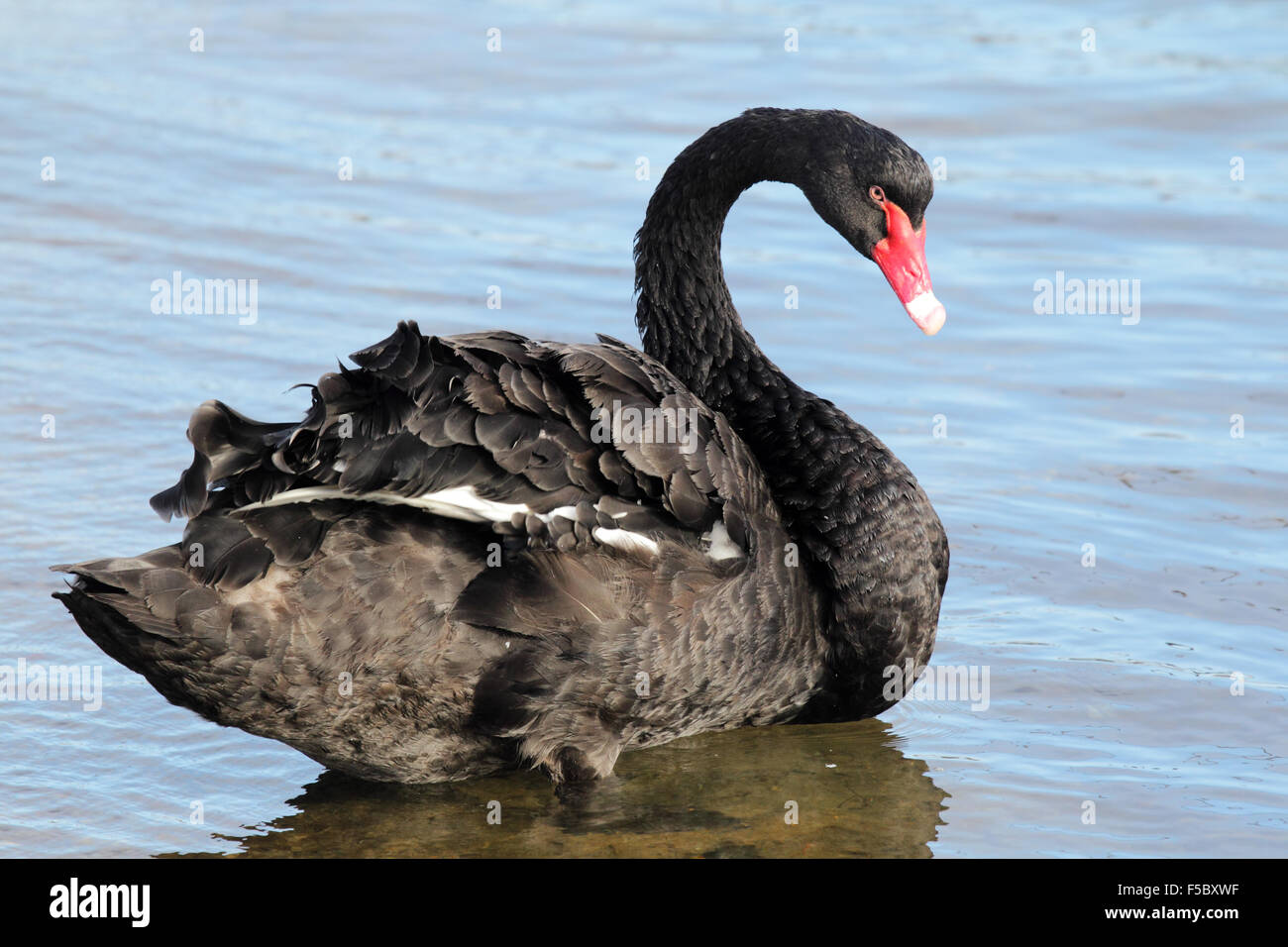 Black Swan (Cygnus olor) am Ufer des Sees King in Lakes Entrance, Victoria, Australien. Stockfoto