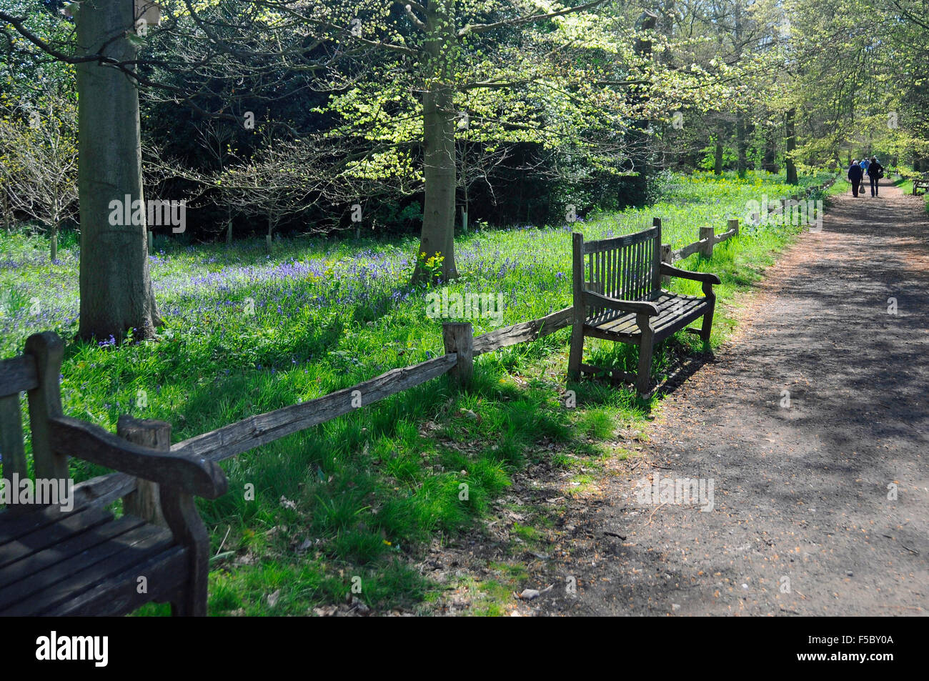 Parkbänke in der Gasse bewaldete Fläche mit Glockenblumen Menschen Flanieren in Kew Gardens London England Stockfoto