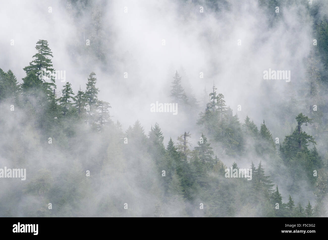 Nebel und Wald; Willamette National Forest über Blue River Reservoir, Cascade Mountains, Oregon. Stockfoto