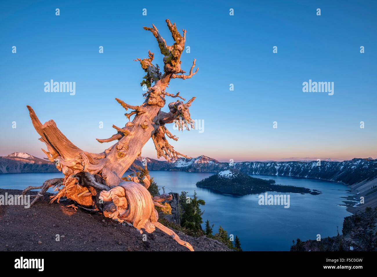 Weißstämmige Kiefer Haken mit Blick auf Wizard Island in Crater Lake Nationalpark, Oregon. Stockfoto