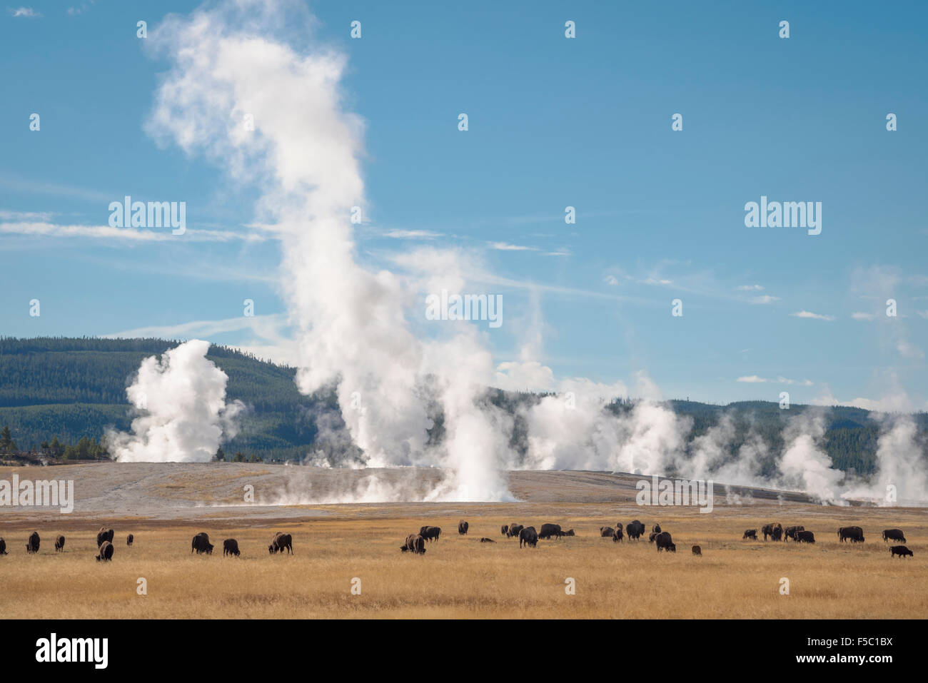 Bison und Dampf aus Geysire in Lower Geyser Basin, Yellowstone-Nationalpark, Wyoming. Stockfoto