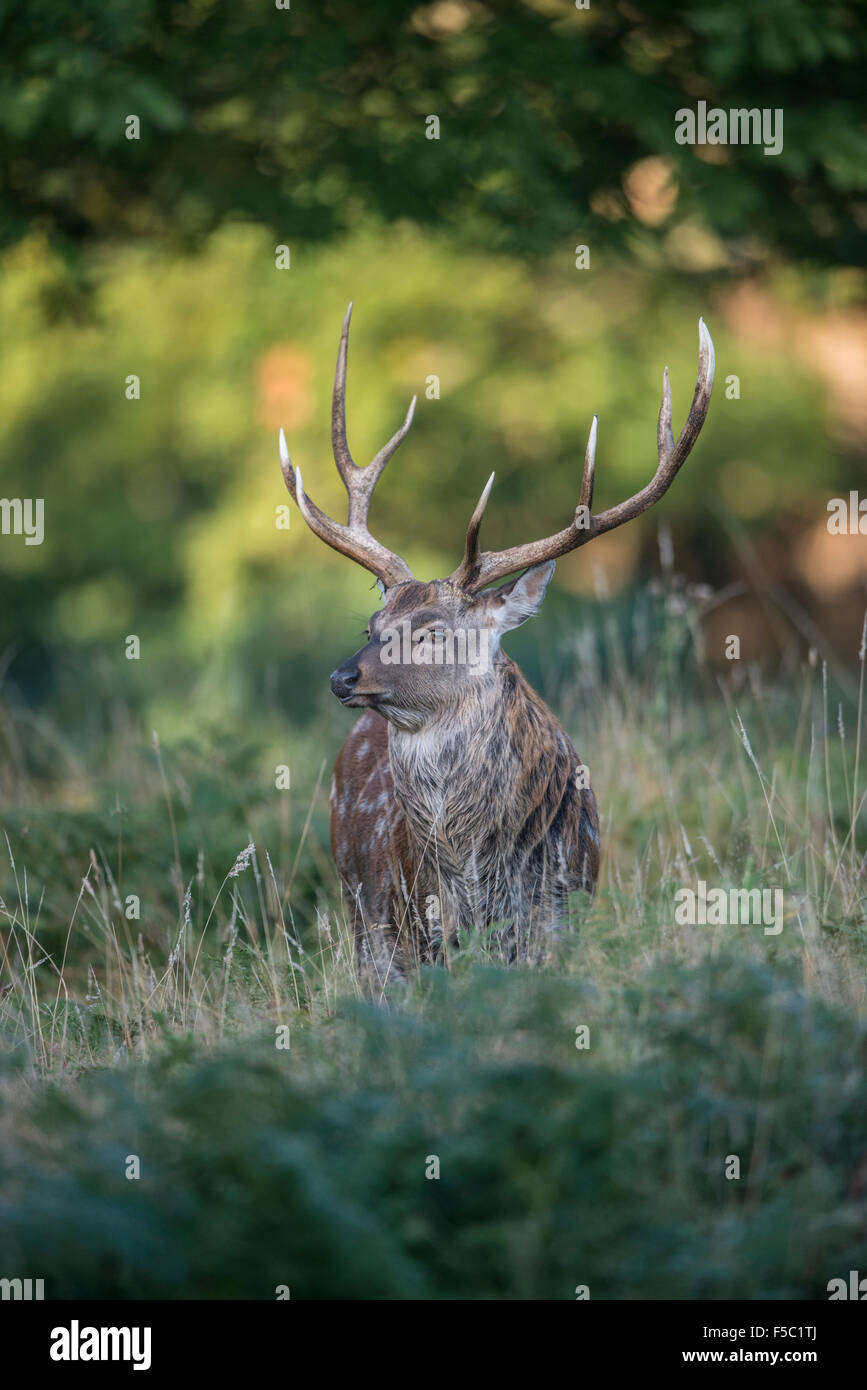 Sika Rotwild (Cervus Nippon) Stockfoto