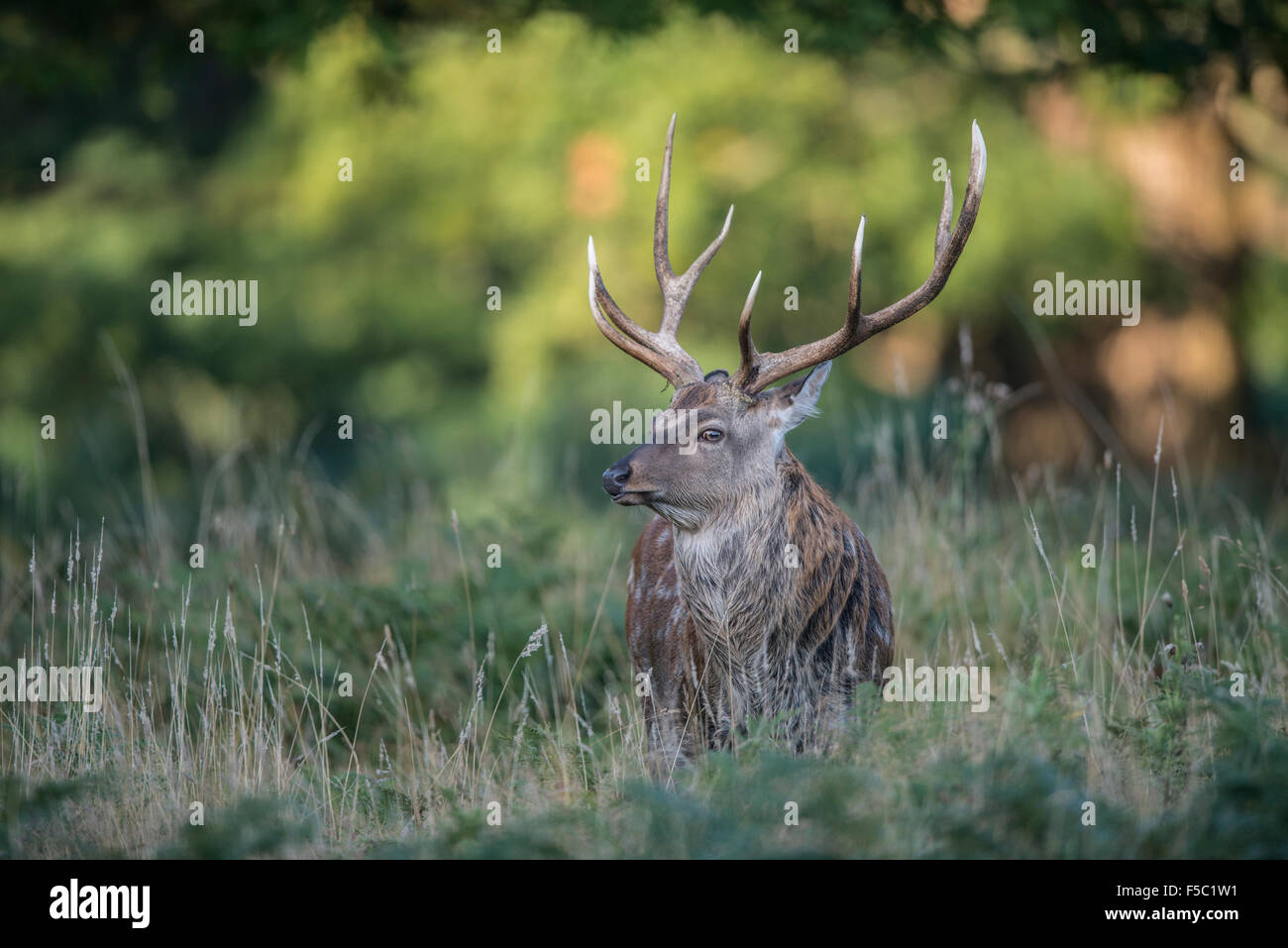 Sika Rotwild (Cervus Nippon) Stockfoto