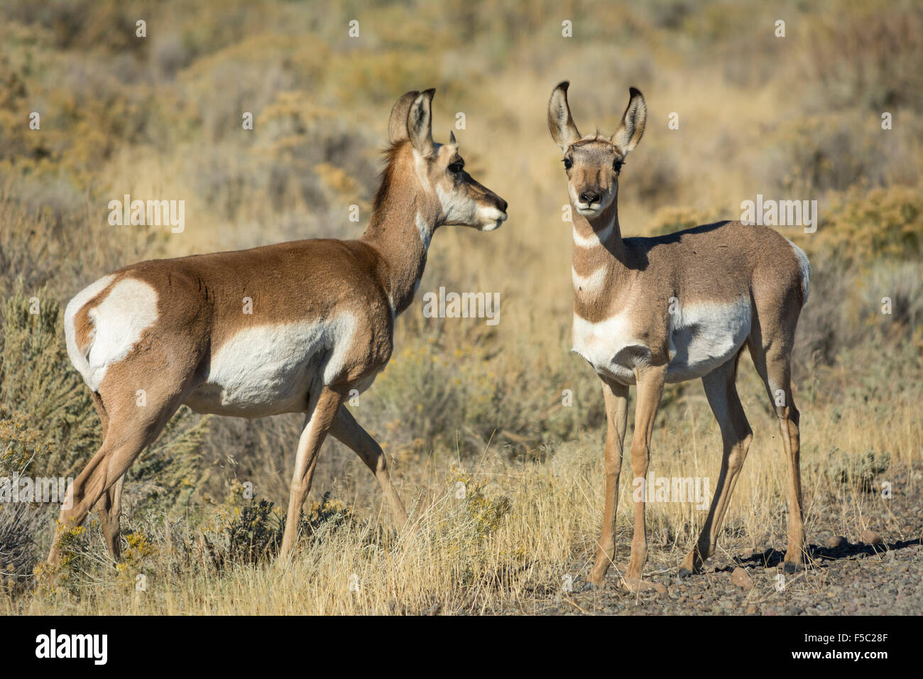 Gabelbock, Hart Mountain National Antelope Refuge, südöstlichen Oregon. Stockfoto