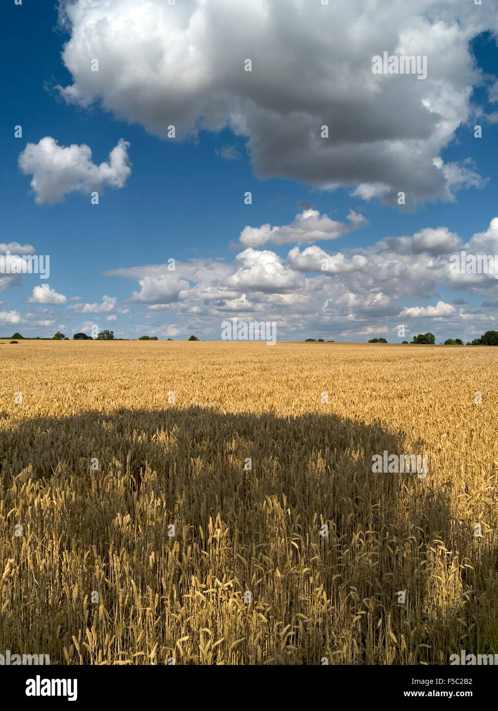 Sunlit goldgelben Weizenfeld mit Baum Schatten und blauer Himmel mit weißen Wolken Cumulus über Landschaft in Leicestershire, England, UK. Stockfoto