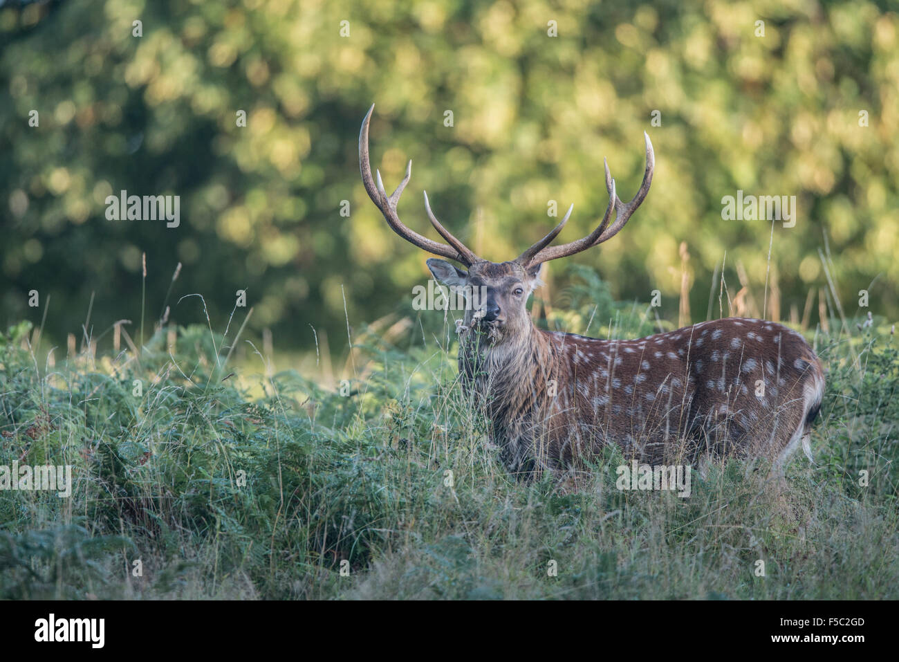 Sika Rotwild (Cervus Nippon) Stockfoto