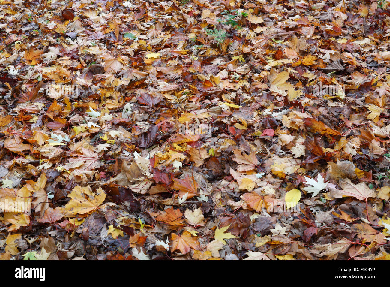 Im Herbst bunte Blätter fallen Stockfoto
