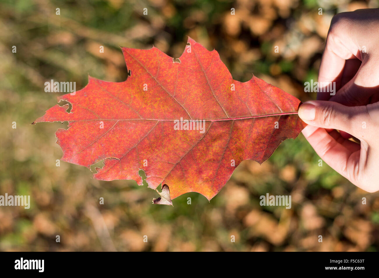 Roter Herbst Blatt in Händen der Mädchen im Freien. Herbst Blätter im Hintergrund Stockfoto