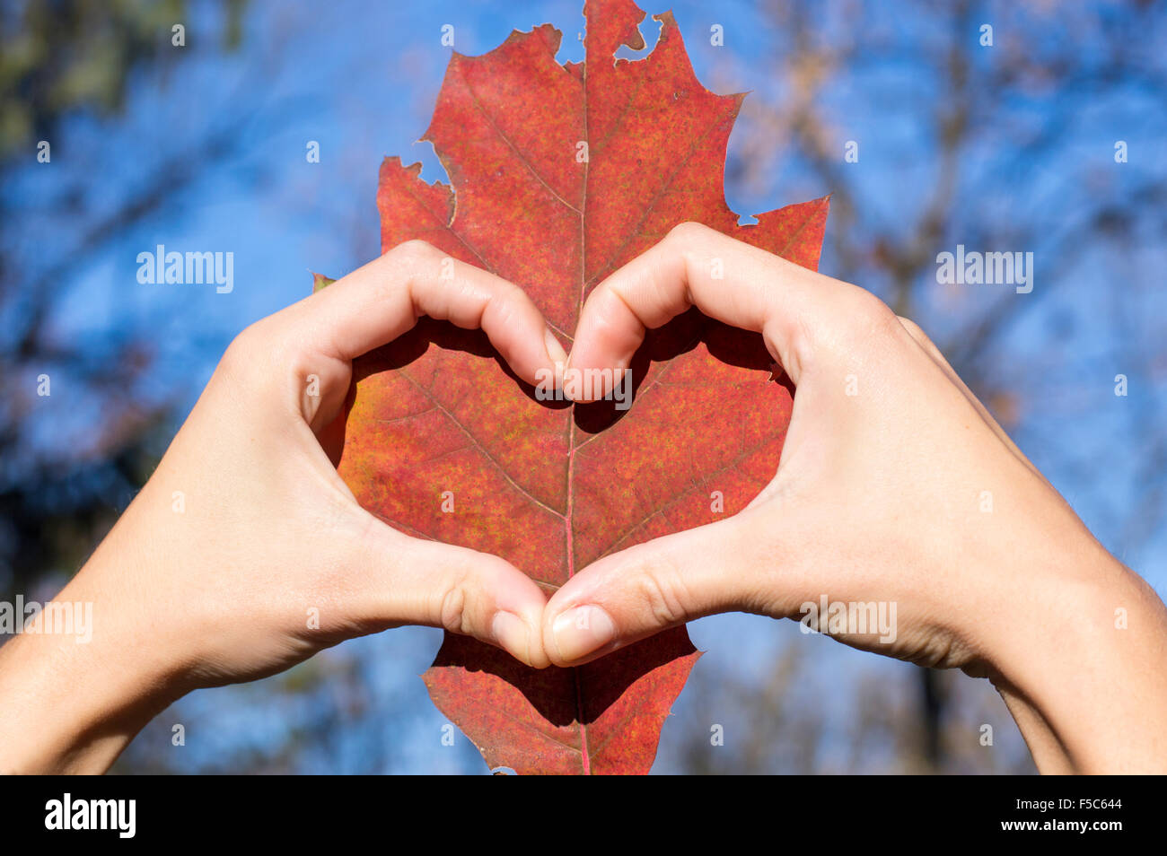 Herzform gemacht Mädchen Hände Herbst Blatt. Liebevolle Herbst Stockfoto