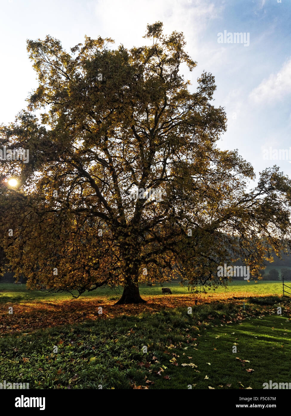 Eine schöne Herbst-Szene in Hampton Court Schloss, Gärten und Parks in der schönen Landschaft Herefordshire. Stockfoto