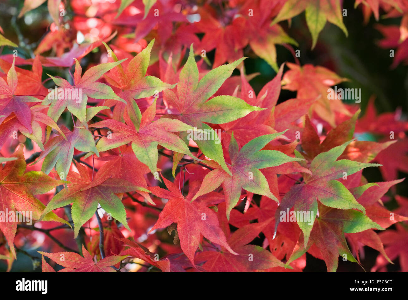Acer Palmatum Osakazuki Stockfotos Und Bilder Kaufen Alamy