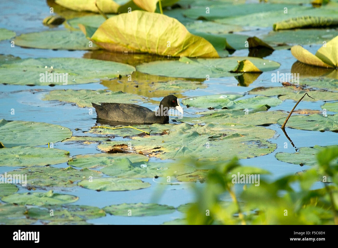 Die eurasischen Blässhuhn (Fulica Atra), auch bekannt als Blässhuhn, ist ein Mitglied der Schiene und Crake Vogel-Familie, die Rallidae. Stockfoto