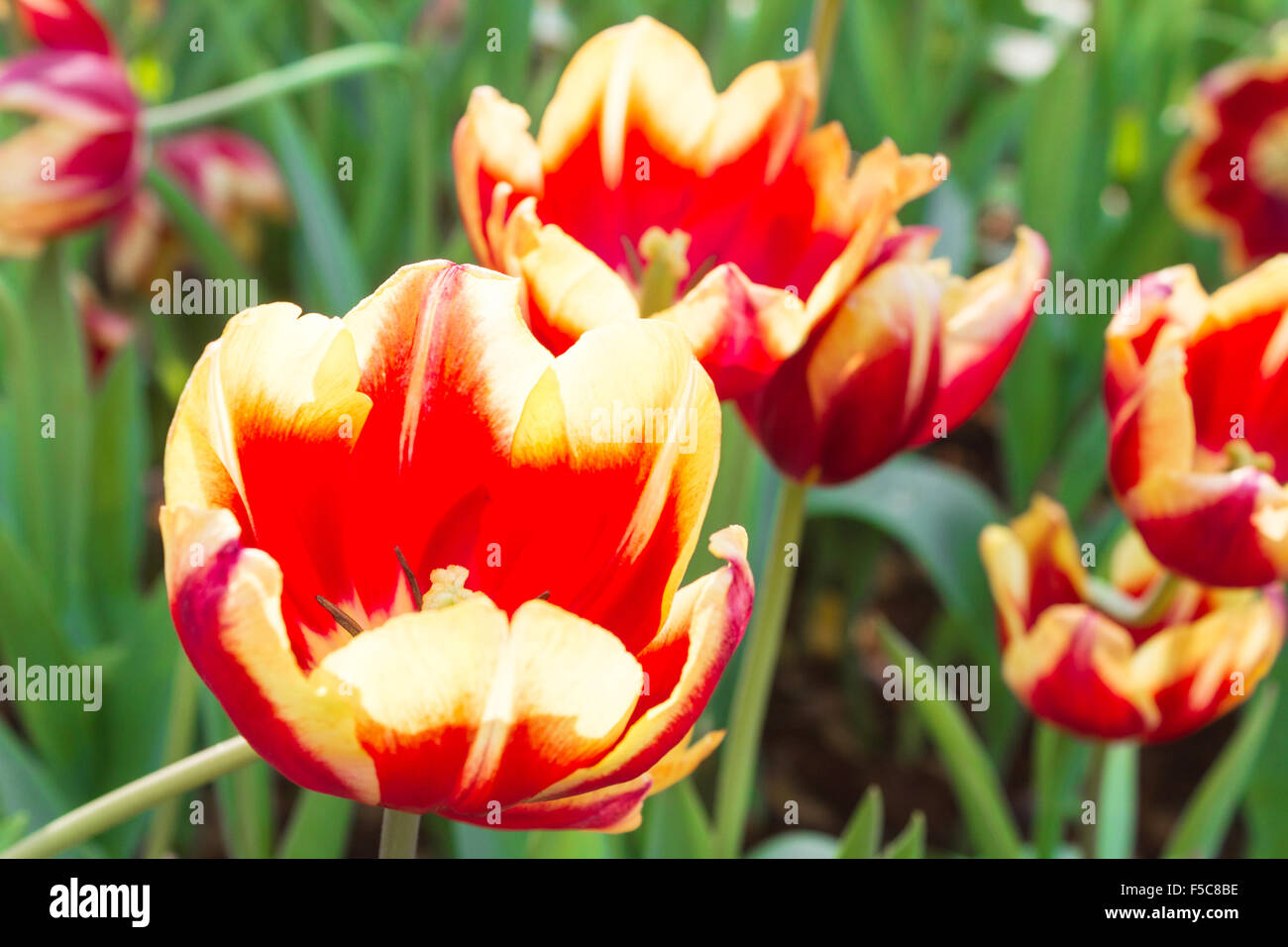 Die Tulpe ist eine mehrjährige, knolligen Pflanze mit auffälligen Blüten der Gattung Tulipa, von denen bis zu 109 Arten Stockfoto