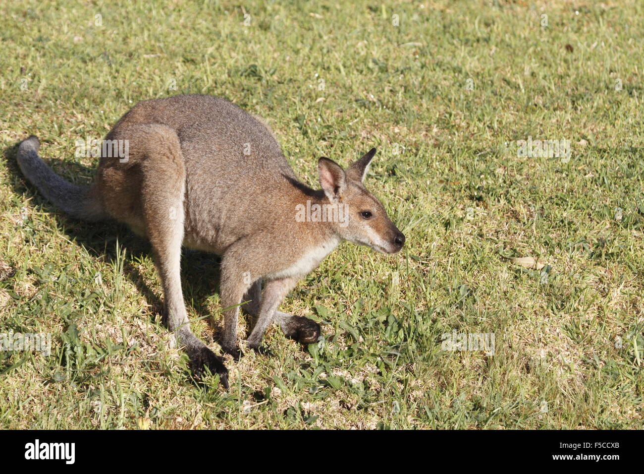 Red-necked wallaby Stockfoto