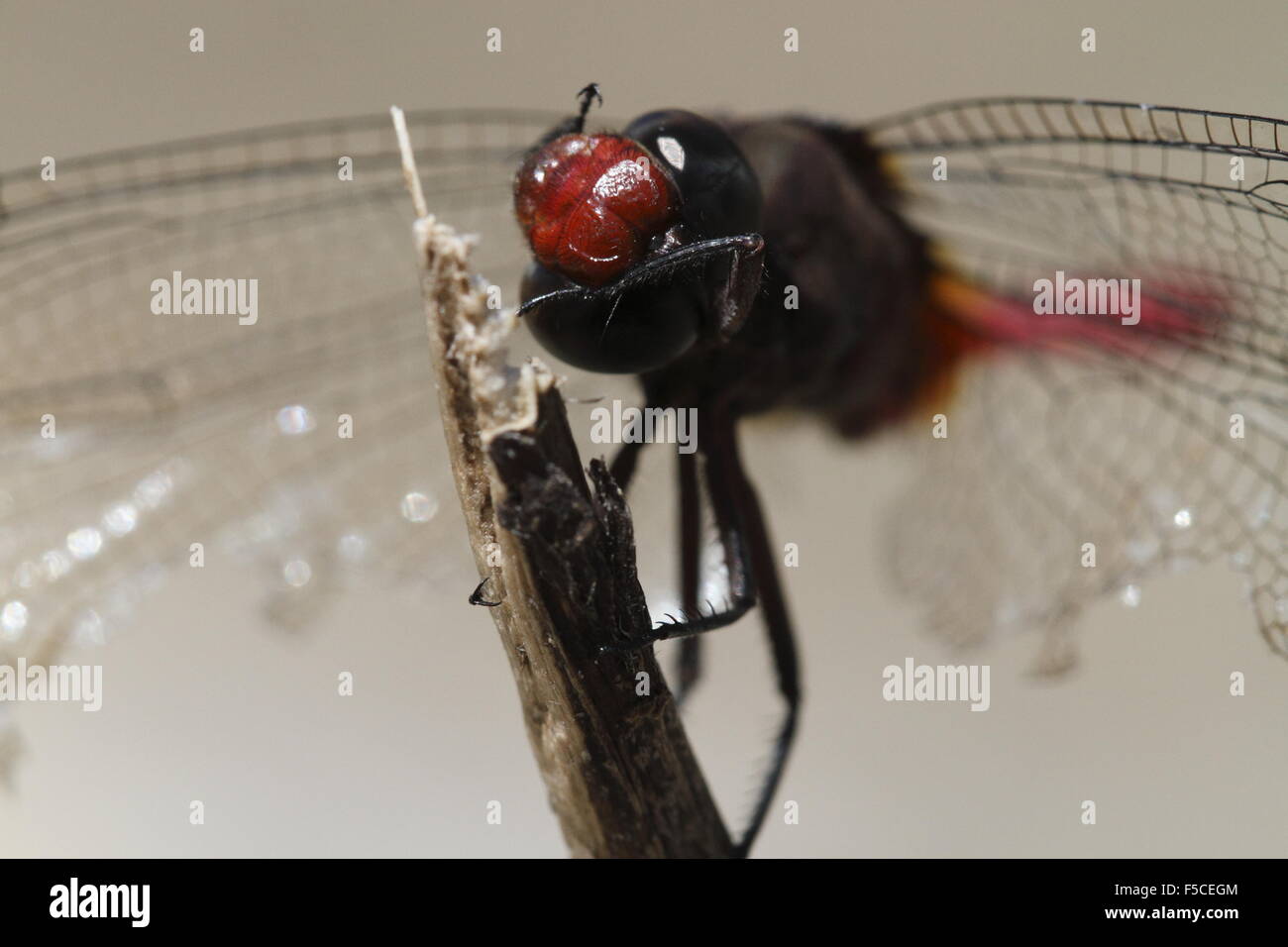 Feurige Abstreicheisen Libelle Orthetrum Migratum Reinigung der Augen Stockfoto