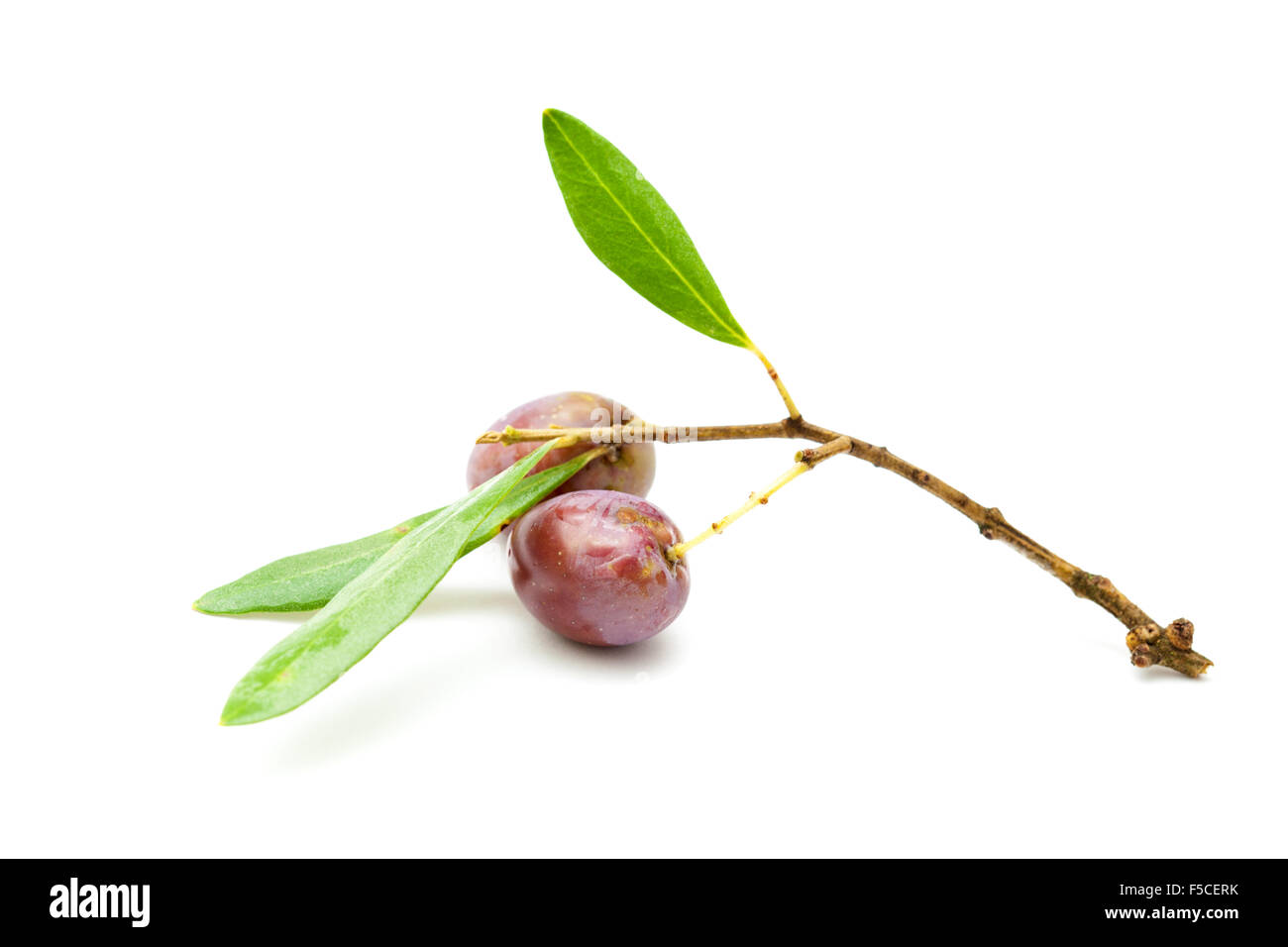Reife Oliven auf Zweigen isoliert auf weiss Stockfoto