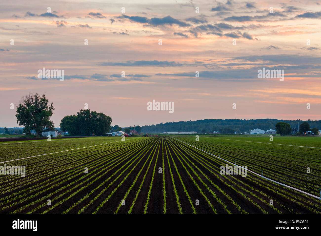 Landwirtschaftlichen Kulturen in Holland Sumpf bei Sonnenuntergang. König Township, Ontario, Kanada. Stockfoto