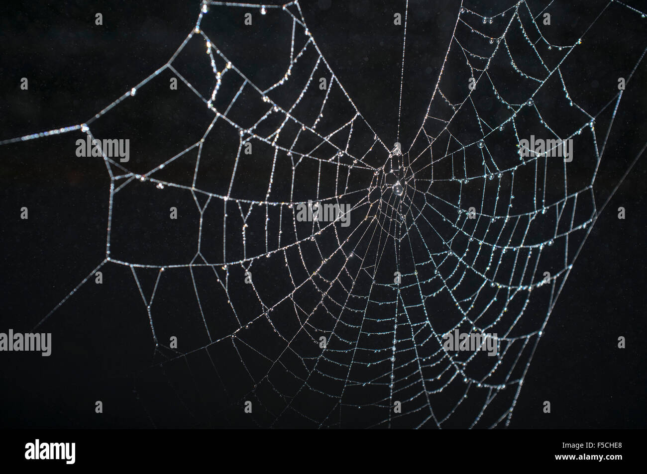 Wimbledon, London, UK. 2. November 2015. Ein Spinnennetz bedeckt Regen Tropfen Credit: Amer Ghazzal/Alamy Live-Nachrichten Stockfoto