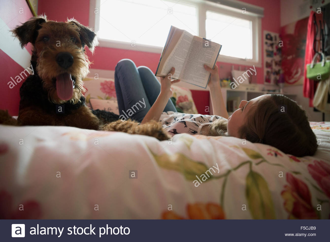 Hund neben Mädchen lesen Buch Bett legen Stockfoto