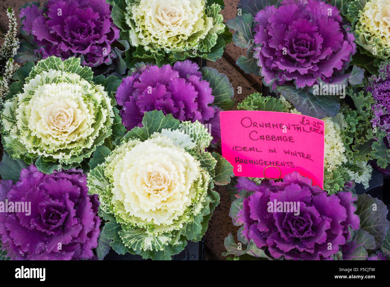 Brassica Oleracea var. Acephala bunte dekorative Kohl in einem Markt zu verkaufen Preis £2,25 pro 2015 Stockfoto
