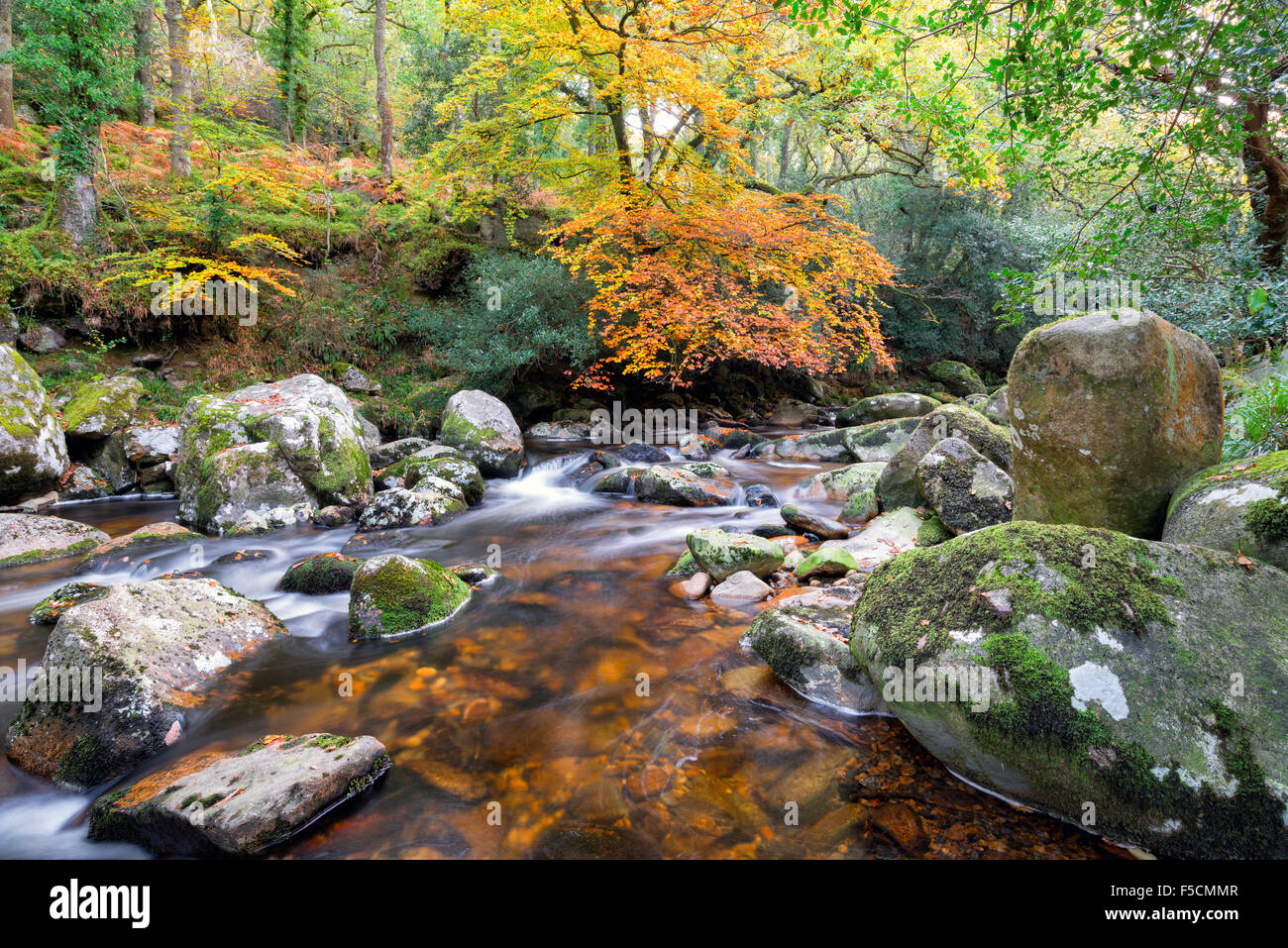 Zauberwald-Fluss fließt über bemooste Felsbrocken am Dewerstone auf Dartmoor in Devon Stockfoto