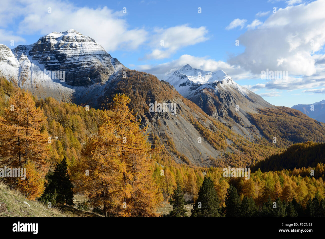 Erster Schnee des Herbstes und gelbe Lärchen. Tête de Gorgias (linker Gipfel) und Roche Grande (hinterster Gipfel). Entraunes, Alpes-Maritimes, Frankreich. Stockfoto