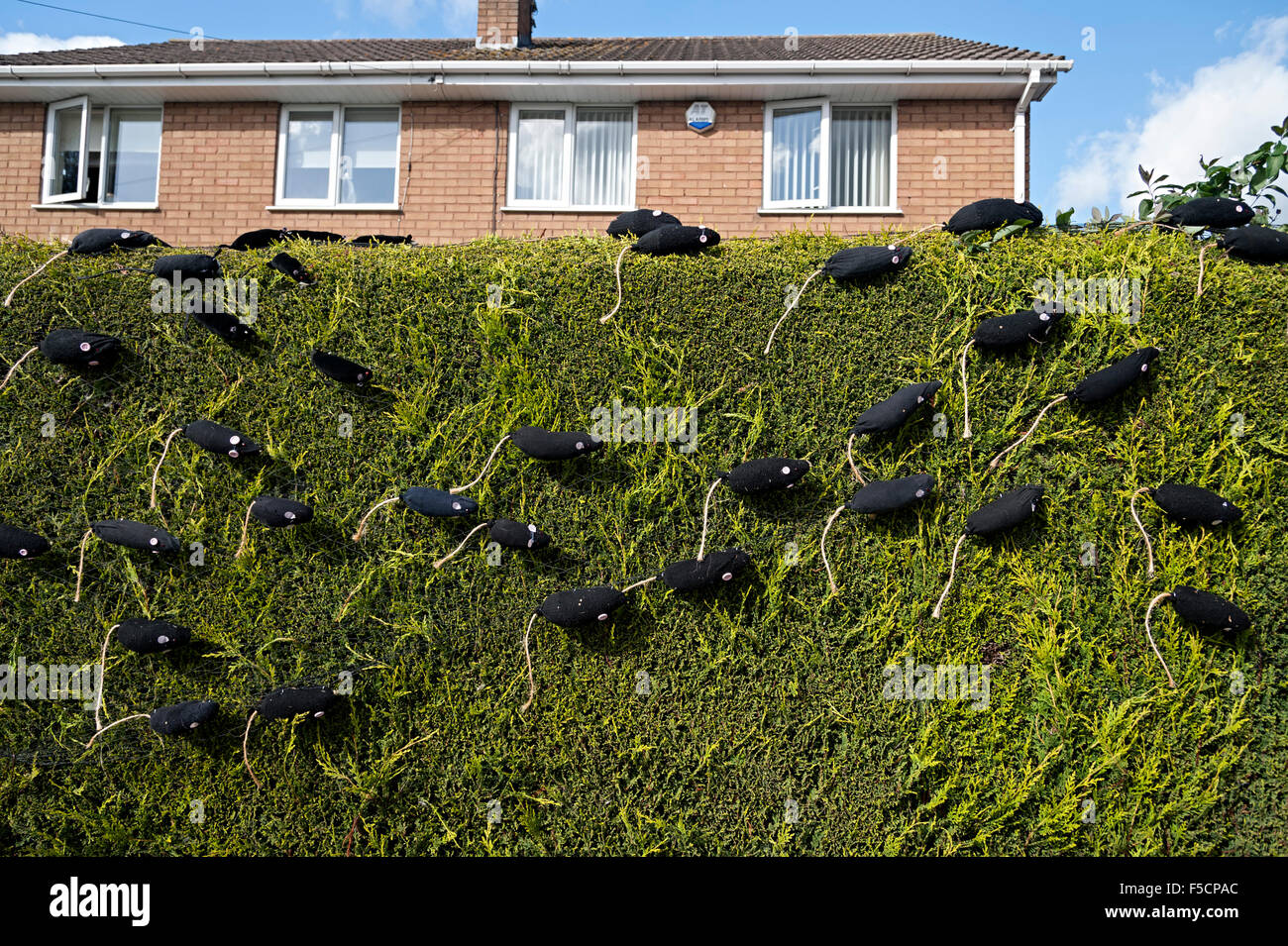 Pattingham Scarecrow Festival Staffordshire 2015 Rattenfänger Ratten Stockfoto