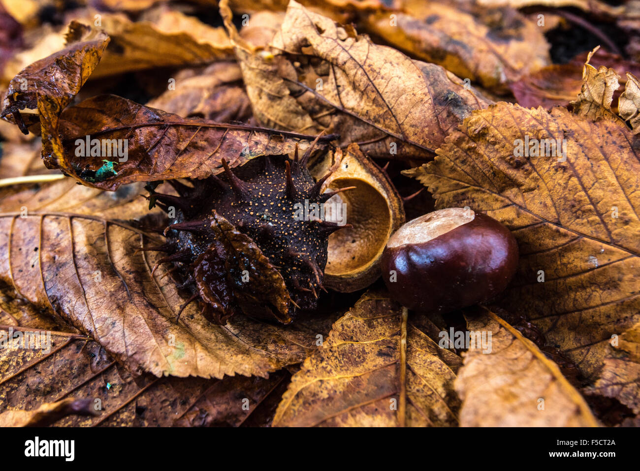 Gefallenen Rosskastanie Blätter, Obst und Seedcase. Herbstfärbung bei Borde Hill Gardens Foto © Julia Claxton Stockfoto