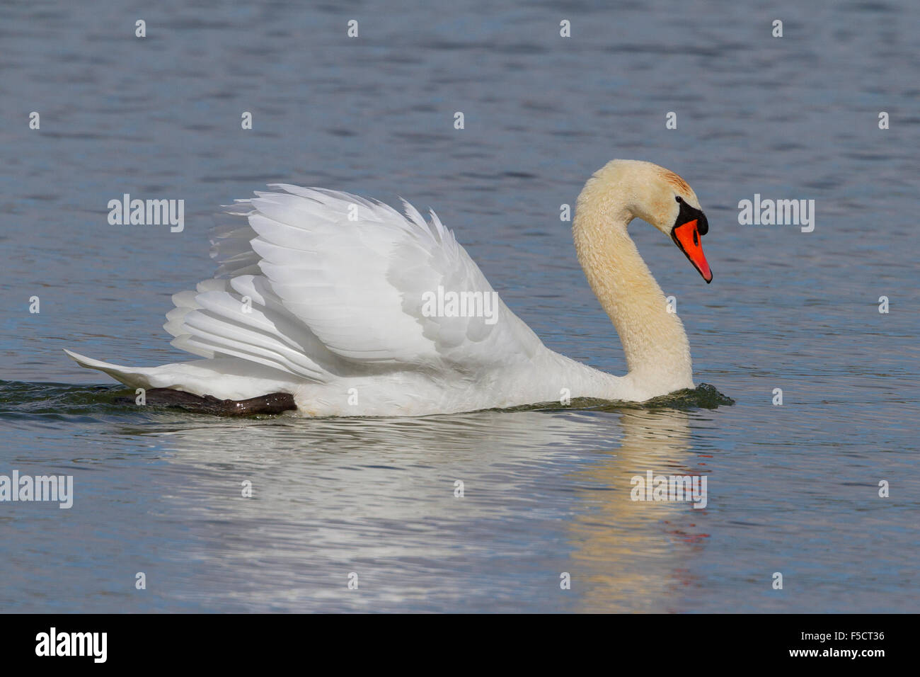 Höckerschwan, Erwachsenen schwimmen, Basilikata, Italien (Cygnus Olor) Stockfoto